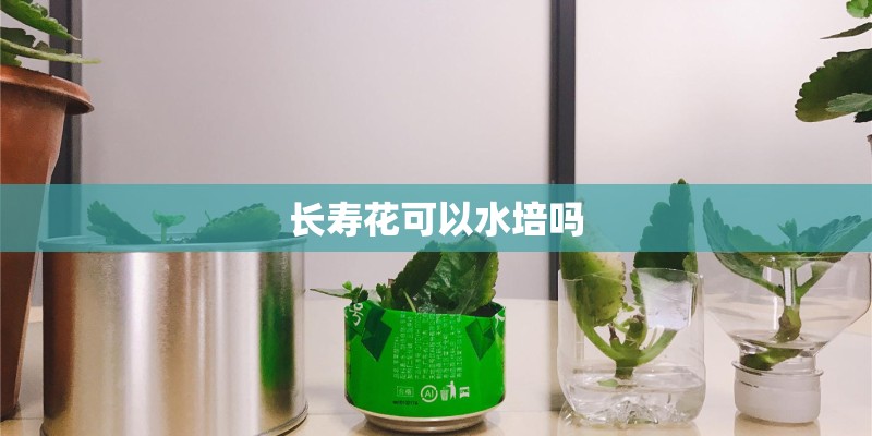 长寿花可以水培吗