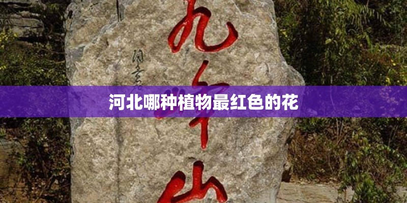河北哪种植物最红色的花