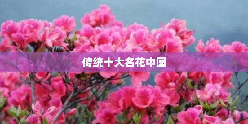 传统十大名花中国