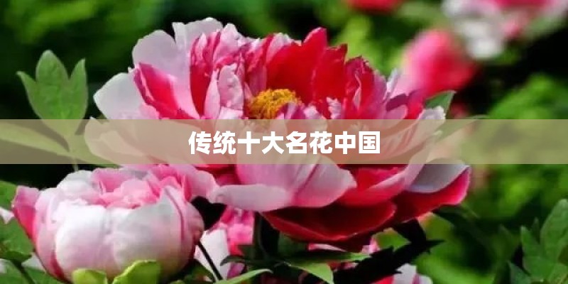传统十大名花中国