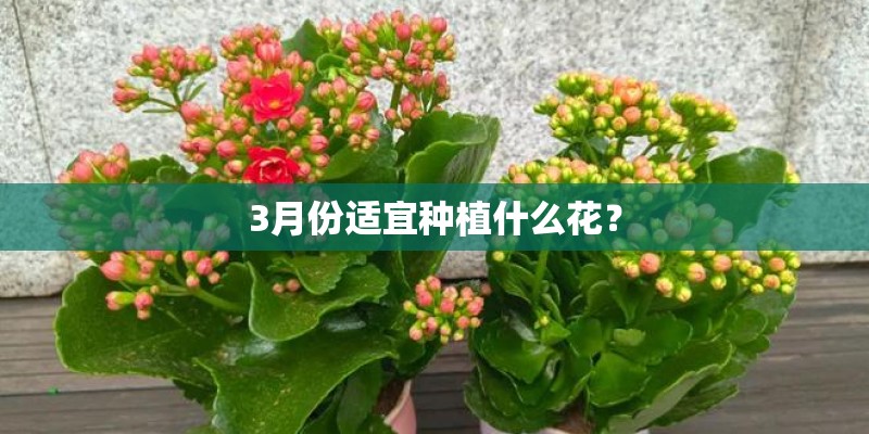 3月份适宜种植什么花？
