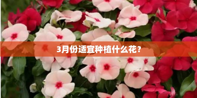 3月份适宜种植什么花？