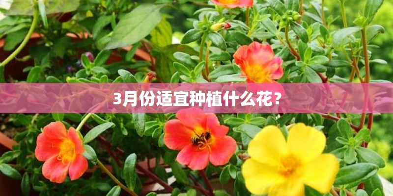 3月份适宜种植什么花？