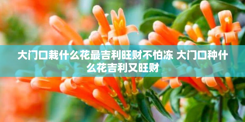 大门口栽什么花最吉利旺财不怕冻 大门口种什么花吉利又旺财