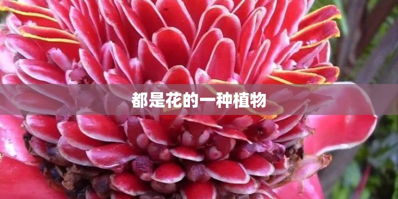 都是花的一种植物