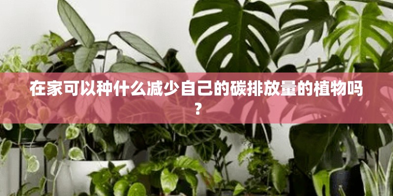 在家可以种什么减少自己的碳排放量的植物吗？