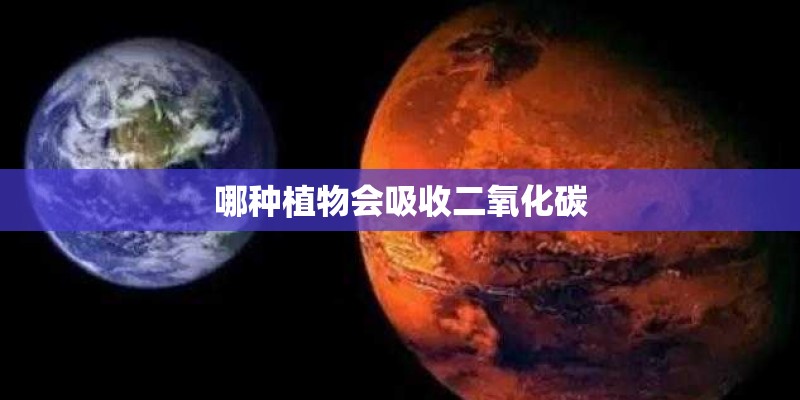 哪种植物会吸收二氧化碳