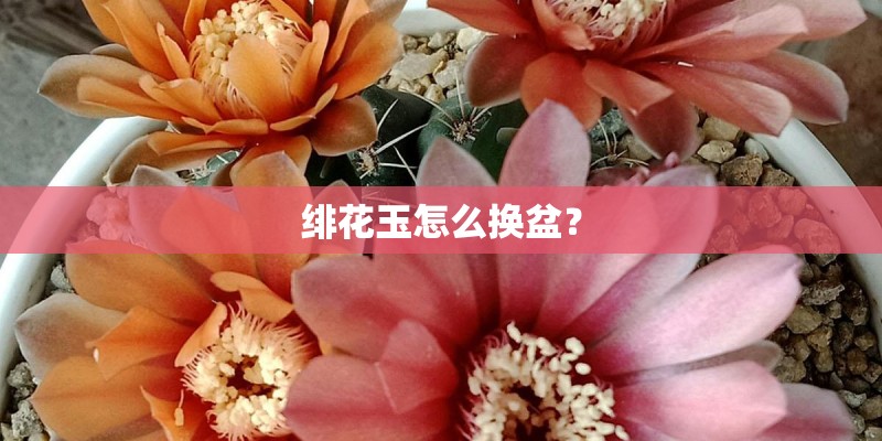 绯花玉怎么换盆？
