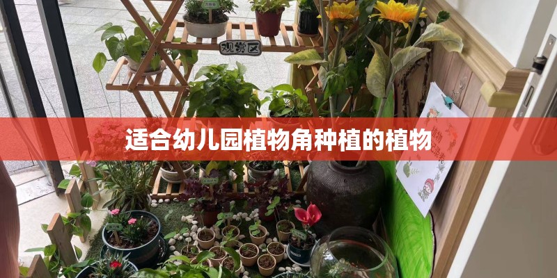 适合幼儿园植物角种植的植物