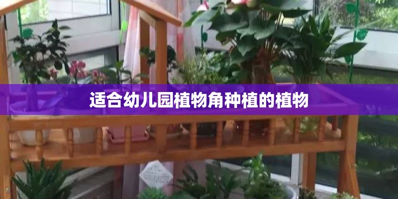 适合幼儿园植物角种植的植物