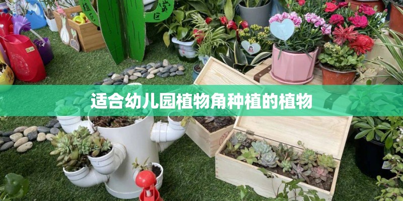 适合幼儿园植物角种植的植物