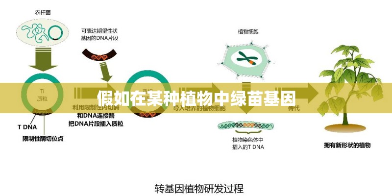 假如在某种植物中绿苗基因