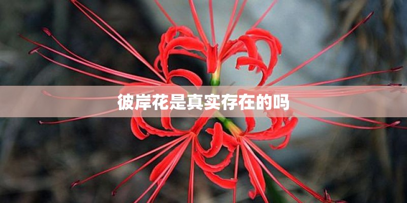 彼岸花是真实存在的吗
