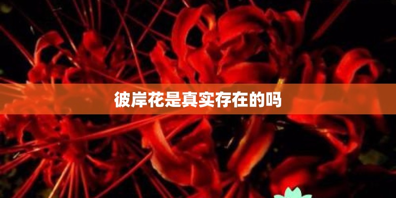 彼岸花是真实存在的吗