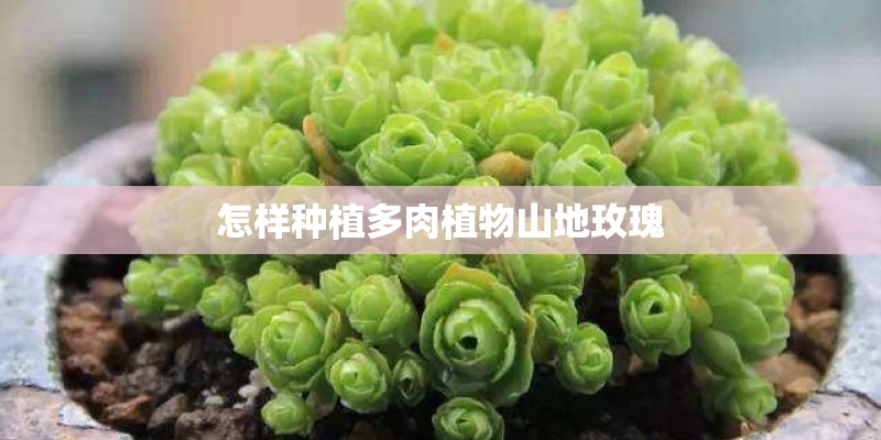 怎样种植多肉植物山地玫瑰