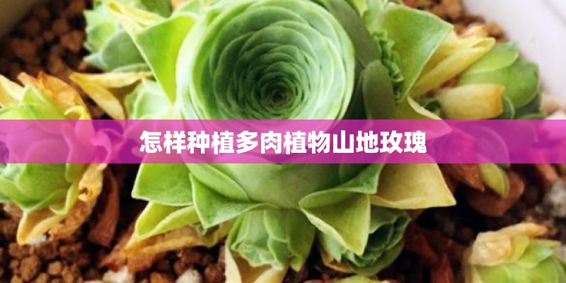 怎样种植多肉植物山地玫瑰