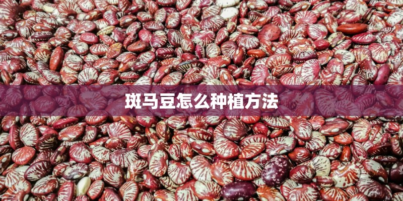 斑马豆怎么种植方法