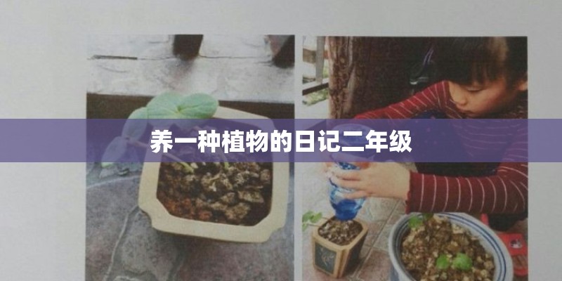 养一种植物的日记二年级