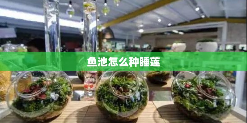 鱼池怎么种睡莲