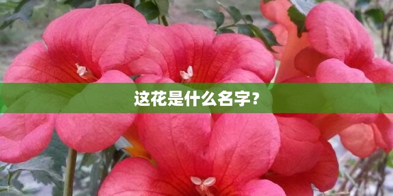 这花是什么名字？