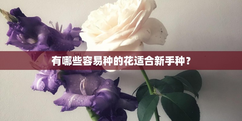 有哪些容易种的花适合新手种？