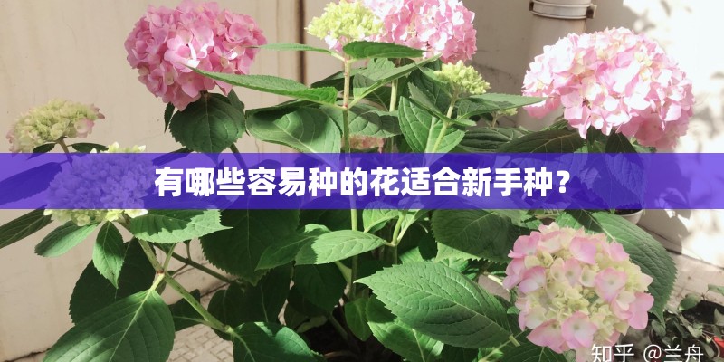 有哪些容易种的花适合新手种？
