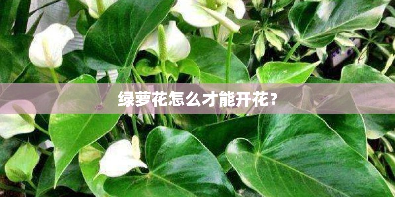 绿萝花怎么才能开花？