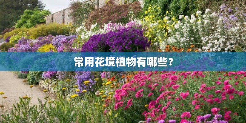 常用花境植物有哪些？
