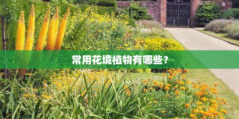 常用花境植物有哪些？