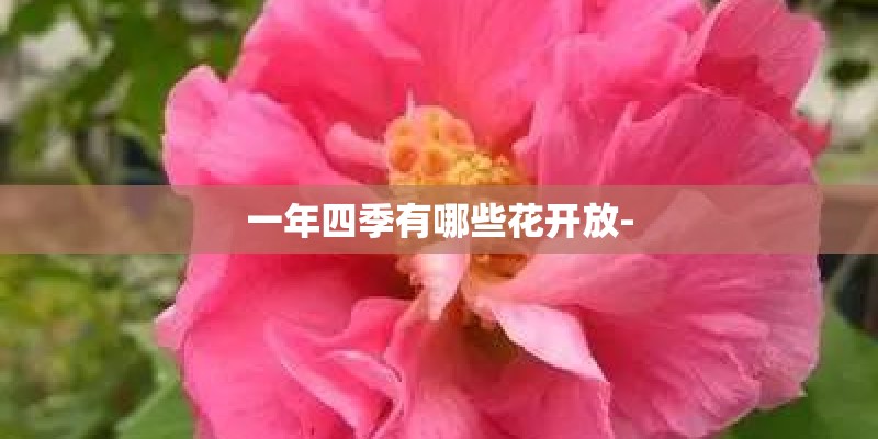 一年四季有哪些花开放-