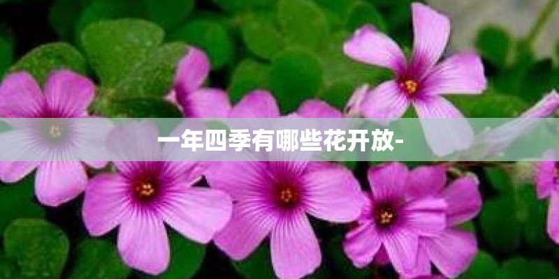 一年四季有哪些花开放-