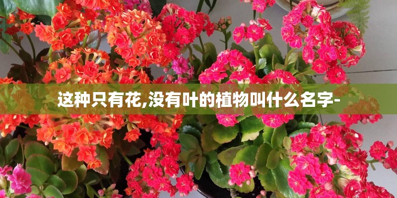 这种只有花,没有叶的植物叫什么名字-