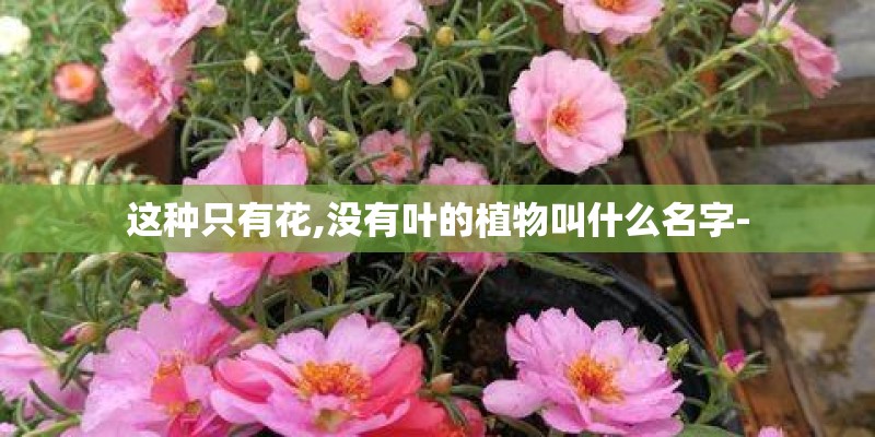 这种只有花,没有叶的植物叫什么名字-