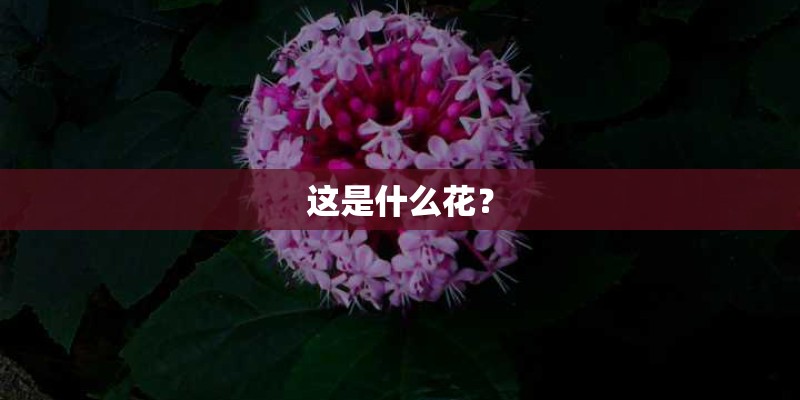 这是什么花？