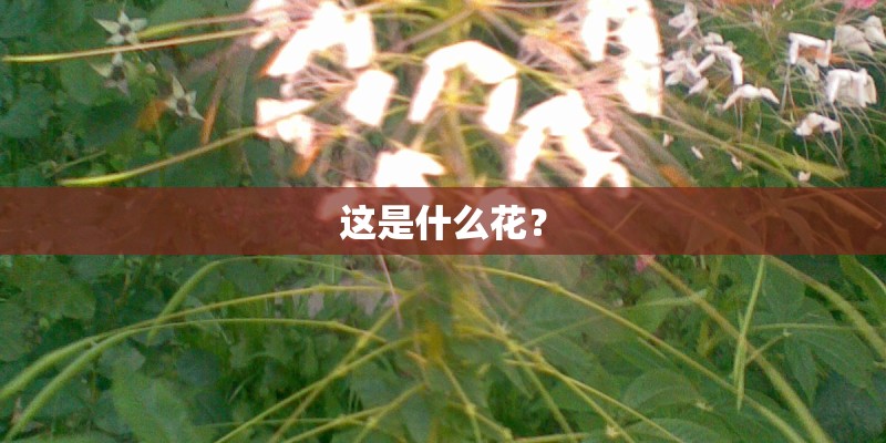 这是什么花？