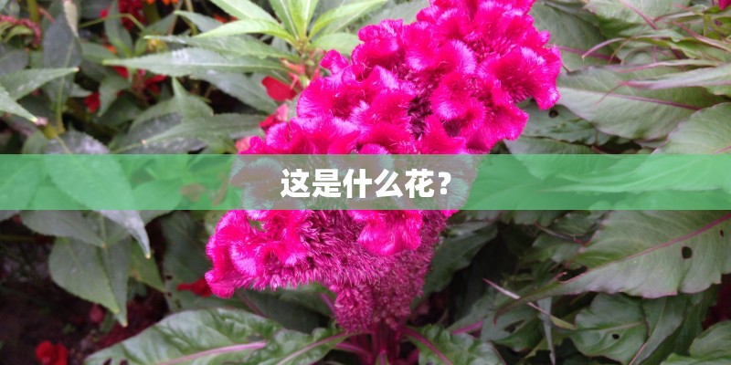 这是什么花？