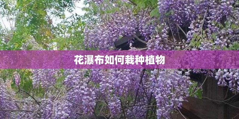 花瀑布如何栽种植物