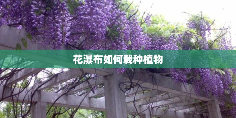 花瀑布如何栽种植物