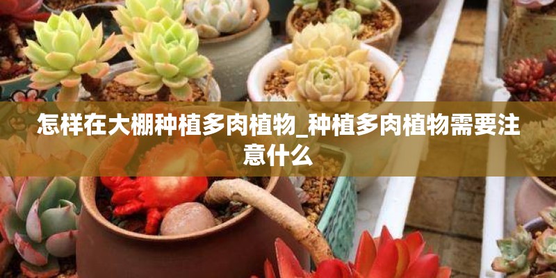 怎样在大棚种植多肉植物_种植多肉植物需要注意什么