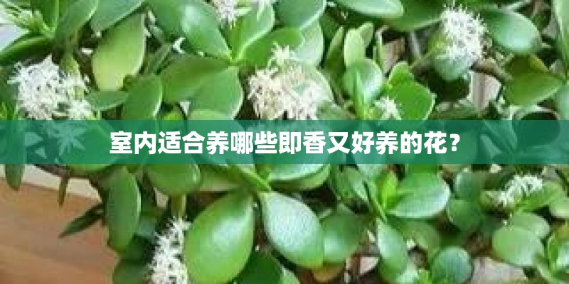 室内适合养哪些即香又好养的花？