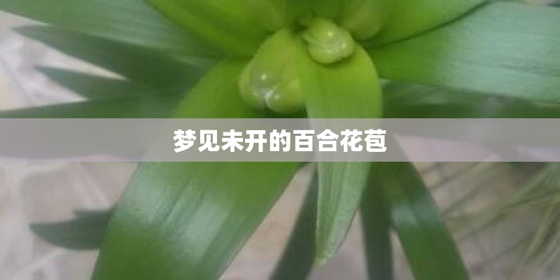 梦见未开的百合花苞