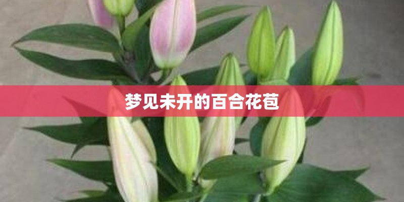 梦见未开的百合花苞