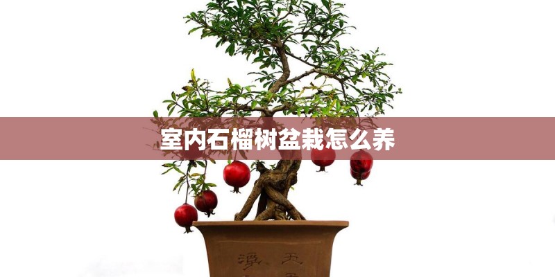 室内石榴树盆栽怎么养