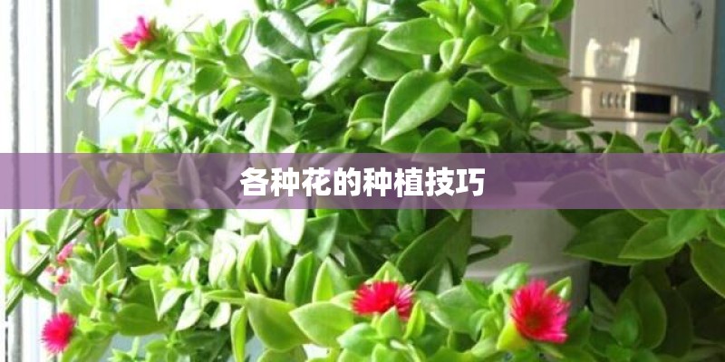 各种花的种植技巧
