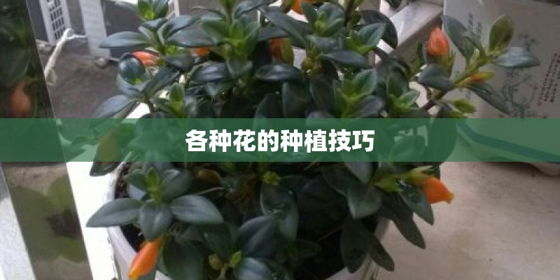 各种花的种植技巧