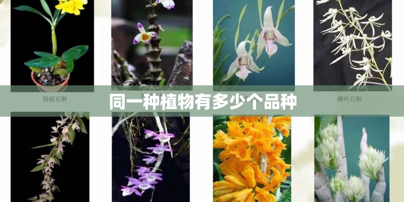 同一种植物有多少个品种