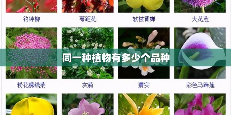 同一种植物有多少个品种
