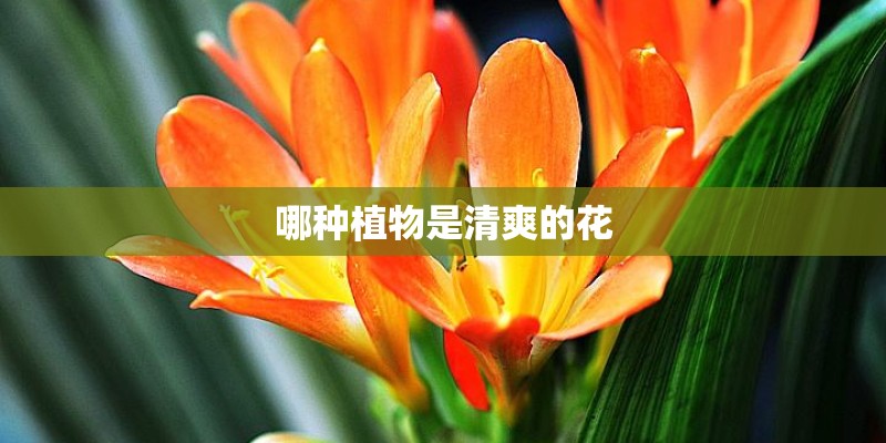 哪种植物是清爽的花