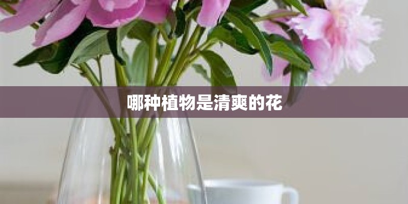 哪种植物是清爽的花