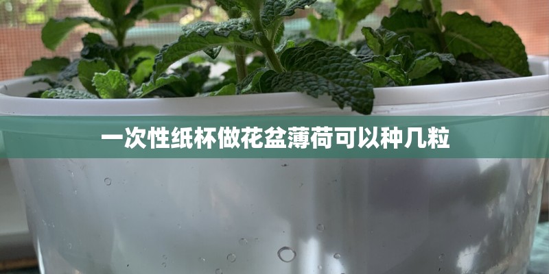 一次性纸杯做花盆薄荷可以种几粒